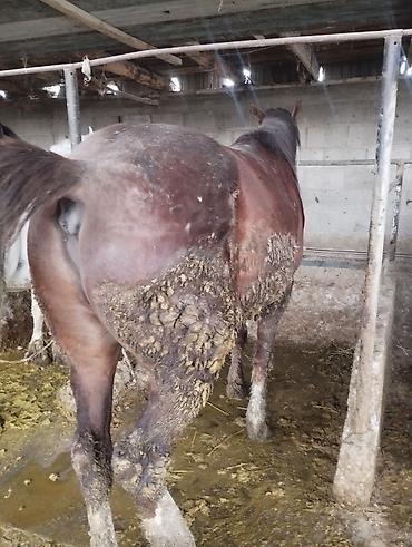 Продажа коттеджей и домов: Семиз Айгыр сатылат 2 асый — 8