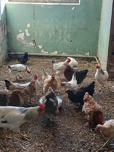 Продаю | Куры | Полубрама, Кучинская, Домашняя | На забой, Для разведения, Несушки at lalafo.kg Продаю | Куры | Полубрама, Кучинская, Домашняя | На забой, Для разведения, Несушки