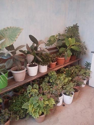 Комнатные растения: Арбуз. Пилея Кадье (Pilea cadierei), также известная как — 5