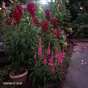 флоксы купить: Платная доставка — 4