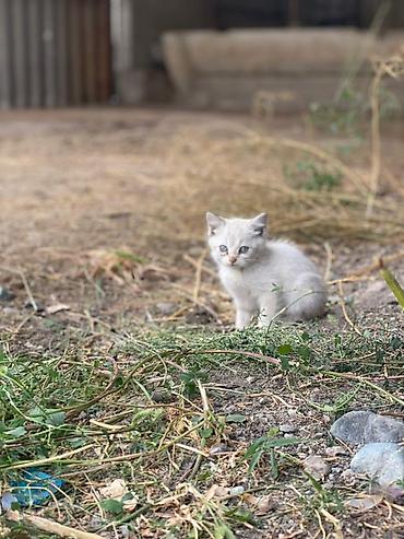 Продажа кошек: Сиамская, 2 месяца, Мальчик, Приучена к лотку — 3