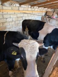 Inəklər, öküzlər: Erkək, il: 1, 170 kq, Ətlik, Ünvandan götürmə -da lalafo.az — 14 Inəklər, öküzlər: Erkək, il: 1, 170 kq, Ətlik, Ünvandan götürmə — 14