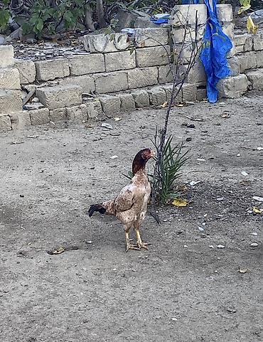 brama cucə: Xoruz, Heyratı, il: 2, Ünvandan götürmə, Ödənişli çatdırılma — 7