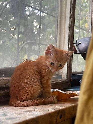 хомяк бесплатно: Кошка даром: Беспородная, 3 месяца, Мальчик — 5