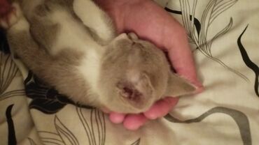 Pişiklər: Dişi, Yaxşı əllərə -da lalafo.az — 4 Pişiklər: Dişi, Yaxşı əllərə — 4