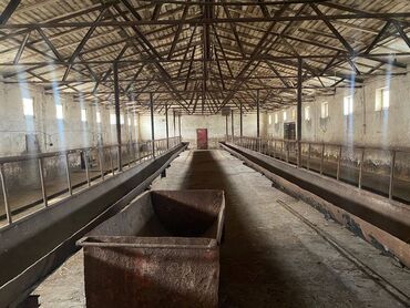 Kommersiya daşınmaz əmlakının satışı: FERMA satılır Pirəkəşkül qəsəbəsində — 6