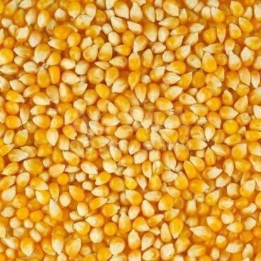 рушенная кукуруза: Продаю сухую рушенную кукурузу