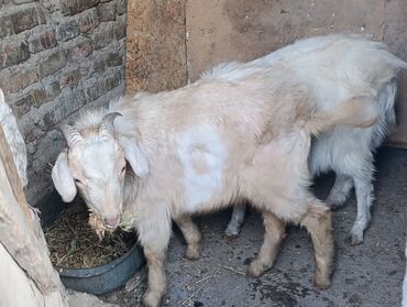 Козы, козлы: Продаю | Козёл (самец) — 1