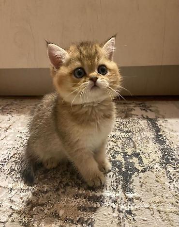 Продажа кошек: Британский короткошёрстный котёнок, окрас золотой шиншилла (golden — 5