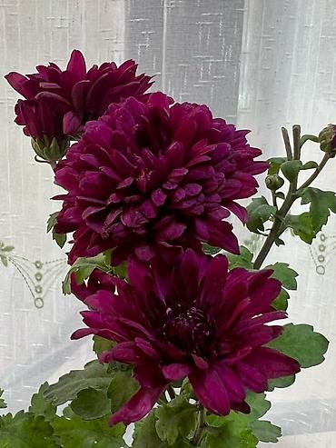 Размещение рекламы: В продаже комнатные цветы и многолетние садовые цветы. 1. Алое вера — 22