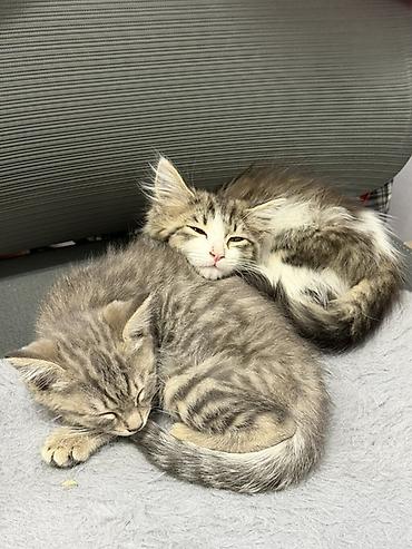 где можно купить аквариум с рыбками: Котята, пушистые комочки счастья - Возраст: маленькие котята (на фото — 1