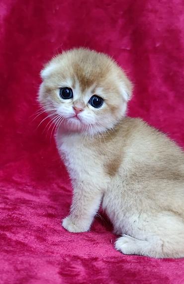 Продажа кошек: Питомник шотландских кошек предлагает к предварительному резерву at lalafo.kg — 4 Продажа кошек: Питомник шотландских кошек предлагает к предварительному резерву — 4