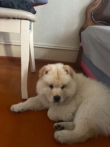 bakida at bazari: Çau-Çau, 2 ay, Erkək, Peyvəndli, Ödənişli çatdırılma — 3