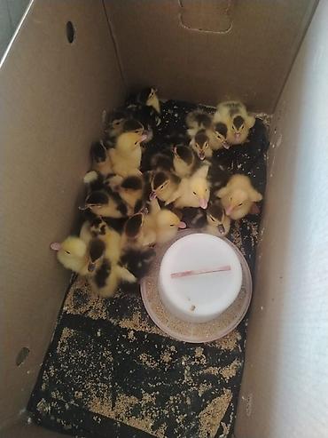 qus iran: Muscovy (indo) ördək balaları – təzə çıxmış körpələr - Cins — 1