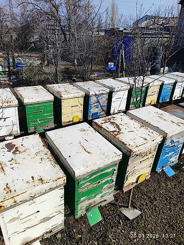 Другие хозтовары: ПРОДАМ Пчелопавилион. Нуклеусы. Лежаки. Медогонку Грановского at lalafo.kg — 1 Другие хозтовары: ПРОДАМ Пчелопавилион. Нуклеусы. Лежаки. Медогонку Грановского — 1