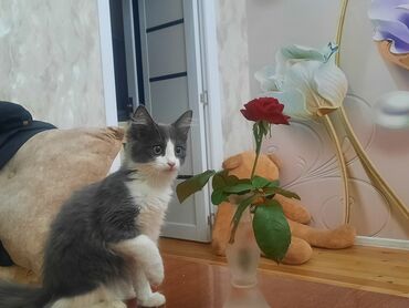 шотландский вислоухий котенок цена: Yaxşı əllərə, Ünvandan götürmə