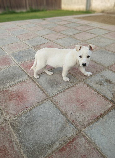 İtlər: Balaca, krem rəngli it balası Xüsusiyyətlər: - Ağımtıl/krem rəngli — 1