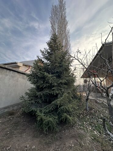 Декоративные деревья: Саженцы деревьев: Ели — 3