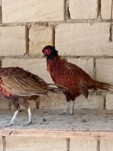 Digər quşlar: Esil Qafqaz qirqovulu tek xoruz 200azn unvan Gence basqa nov — 3