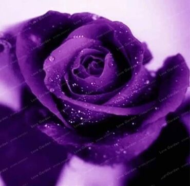 Semena i sadnice: Seme ruze
Cena 650din 10 semenki na lalafo.rs — 1 Semena i sadnice: Seme ruze
Cena 650din 10 semenki — 1