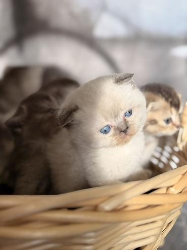 Pişiklər: Britan — 1