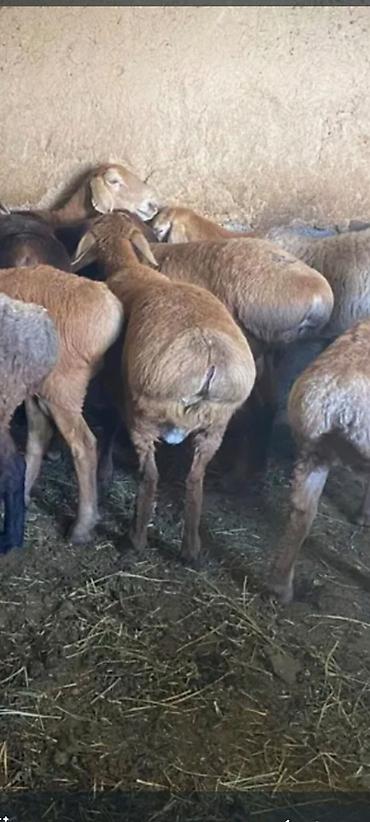 Баран, овца: Продаю | Овца (самка) — 4