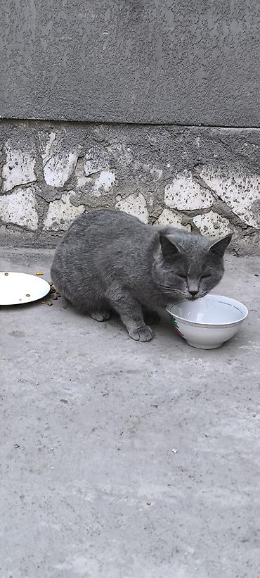 кошки свинкс: Кошка даром: Беспородная, Мальчик — 1