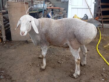 ящик для хранения: Продаю | Баран (самец) | Арашан | Для разведения | Племенные