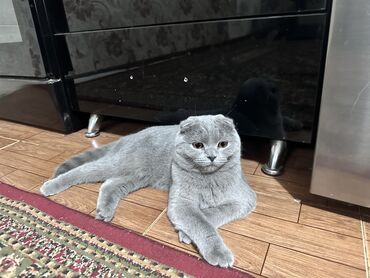 шотландский вислоухий кот рыжий: Скотиш Фолд (Шотландиялык шалпаң кулак), 1 жаш, Ургаачы, Кызгылт көгүш, Бычылган, Лотокко барууга үйрөтүлгөн, Эмделген