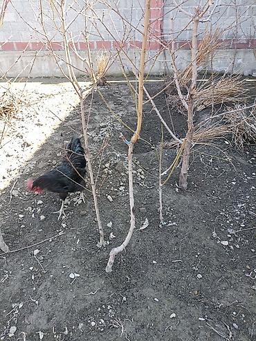 Фрукты и ягоды: Продам саженцы: винограда 3 сорта, гранат, малина — 14