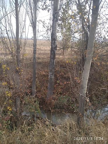 Тополь: Тополя для озеленения/живой изгороди - Порода: тополь (пирамидальный — 12
