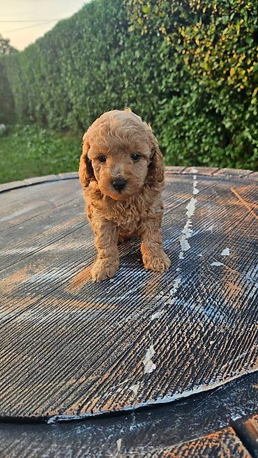 psi stenci prodaja: Dostupni štenci aprikot mini i crvene toy pudle 🐩 Od veoma — 3