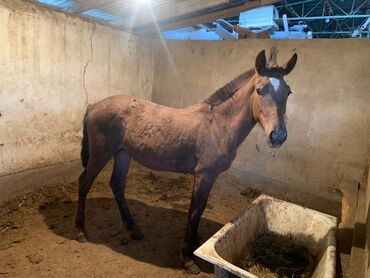 куплю сабаку в караколе: Продаю | Жеребенок | На забой, Для разведения, Для молока