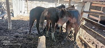 Лошади, кони: Продаю | Жеребенок | Полукровка | Рабочий — 6