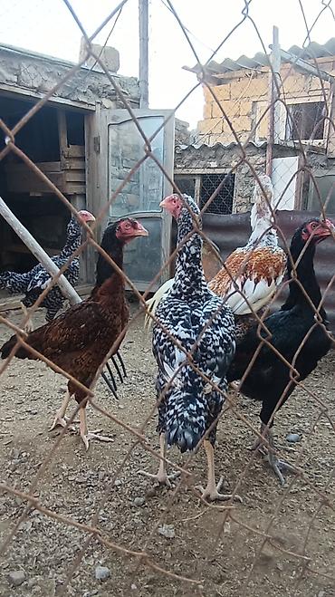 Toyuq, Damazlıq, Ünvandan götürmə lalafo.az -da Toyuq, Damazlıq, Ünvandan götürmə