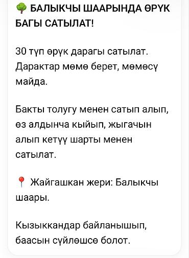 авто краска: Продаётся абрикосовый сад в городе Балыкчы. - Количество: 30 — 1