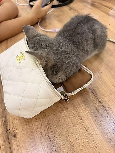 серая кошка: 3 месяца, Девочка, Серый, Приучена к лотку — 4