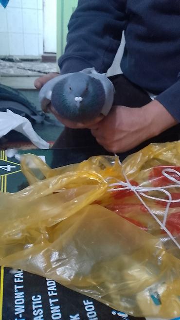 голуби животное: Предоставлю любое количество хоты 100 200 Голуби декоративные/домашние — 1