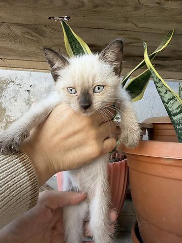 şotland pisiki: Siam — 4