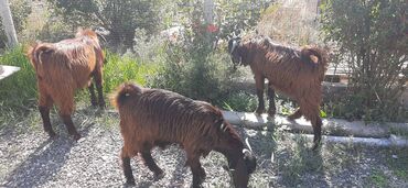 Digər kənd təsərrüfatı heyvanları: 7-8aylıq hələb çəpişləri,damazlıq və ətlik üçün əladı — 7