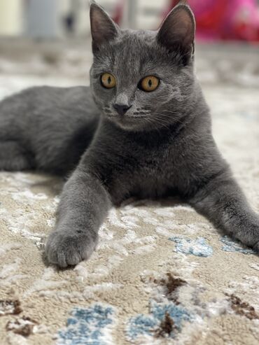 чёрные кошки: Отдаю кошку британка прямоухая, приучена к лотку так же просится сама
