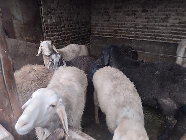 Баран, овца: Продаю | Баран (самец) | Для разведения | Осеменитель — 8