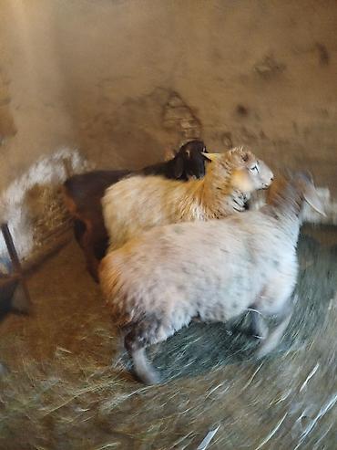 Баран, овца: Продаю | Ягненок | Полукровка | Для разведения | Матка — 2