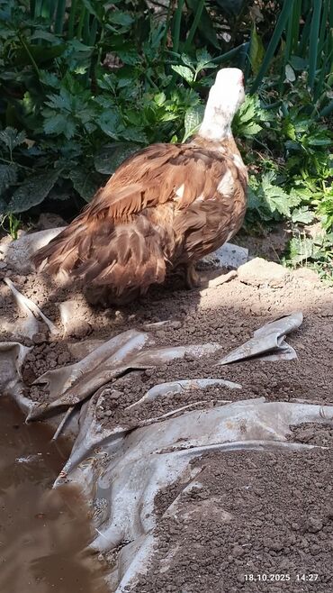 продажа щенков немецкой овчарки в бишкеке с документами: Мускусная утка (индоутка), окраc буро-белый. Описание: - Домашняя