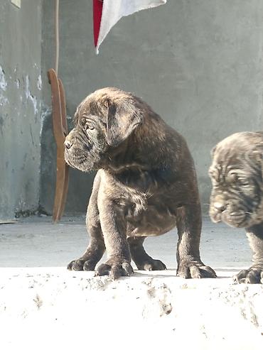 İtlər: Kane-Korso, 1 ay, Erkek, Sənədli, Pulsuz çatdırılma, Ünvandan götürmə, Rayonlara çatdırılma — 16