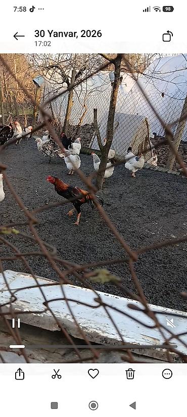 dovşan şəkili: Yaş yarmlığ Brazil cins hal hazırda tüləkdədi axır şəkildə paylaşıb — 1
