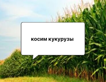продам домкрат: Косим кукурузы в Григорьевка и т.д