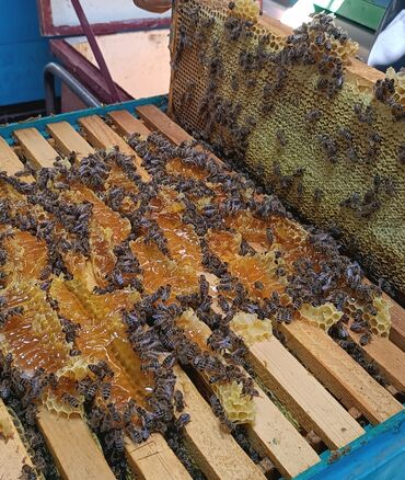 массаж ош 600 сом: Продаётся натуральный мёд 🍯 400 сом за 1 кг