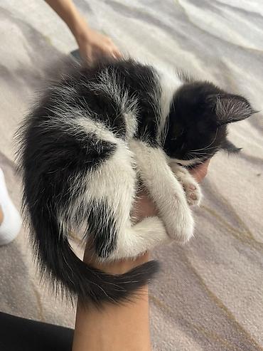 кошка домашняя: Котёнок, чёрно‑белый, короткошёрстный (окрас «тукседо»). Нежный — 4