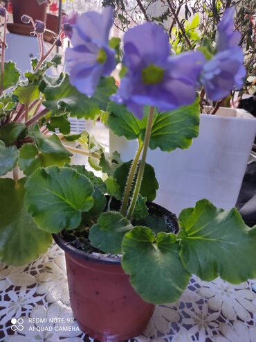 Другой декор и предметы интерьера: Распродажа Денежное дерево, толстянка, Поливать 1-2 раза в неделю — 26